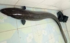 Con cá lệch "khủng" nặng gần 10kg vừa được bắt ngay đầu năm mới