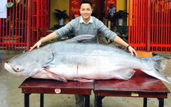 Choáng với con cá dài hơn 2m, nặng 160kg gây "sốt" ở Hà Nội
