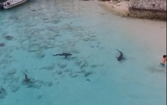 Video: Khoảnh khắc 4 con cá mập lao tới bé trai đang tắm biển