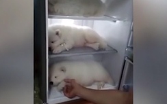 Ba chú chó ngủ trong tủ lạnh ở TP.HCM gây "sốt" báo Tây