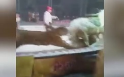 Video: Đang diễn xiếc chung, hổ và sư tử lao tới cắn xé ngựa