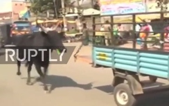Video: Xúc động cảnh bò mẹ chạy theo xe chở bê con đi viện