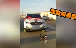 Video: Cô chủ lấy chồng, chú chó đuổi theo xe rước dâu suốt 6km