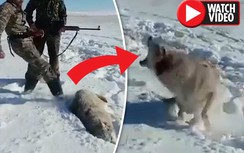 Video: Chó sói bị bắn gục bất ngờ chồm lên tấn công thợ săn
