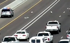 Video: Cảnh sát và lính cứu hỏa đuổi bắt chó làm loạn cao tốc