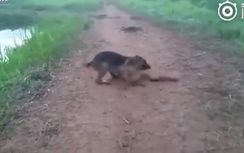 Video: Chó điên cuồng lao tới cắn bị lươn giật điện chạy trối chết