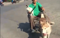 Video chú chó Husky kéo chủ trên xe lăn gây tranh cãi