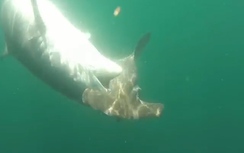 Video: Cá mập hỗn chiến "đẫm máu" giữa biển