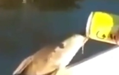 Video độc - lạ: Cá ngoi lên mặt nước uống... bia