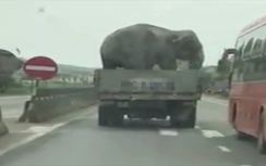 Video:Xe tải chở voi "khủng" không che chắn khiến cả quốc lộ hãi hùng