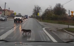 Video: Chú chó chấp hành luật giao thông khiến mọi người kinh ngạc