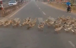 Video:Hàng trăm con vịt sang đường đúng vạch khiến xe cộ phải dừng lại
