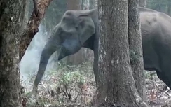 Video: Kinh ngạc nhìn chú voi phun khói như rồng ở Ấn Độ