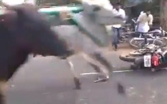 Video: Phóng viên bị đàn bò dẫm đạp kinh hoàng khi đang quay phim