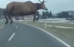 Video: Hươu rừng phi thân trước đầu ô tô khiến tài xế hãi hùng