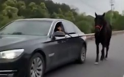 Choáng cảnh tài xế phóng BMW lôi theo ngựa xềnh xệch trên đường