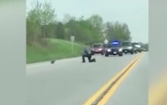 Video: Cản trở giao thông, con nhím bị cảnh sát bắn chết