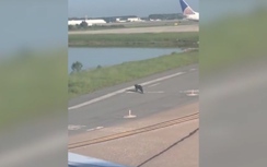 Video: Cá sấu bò trên đường băng khiến máy bay không dám... trả khách