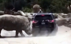 Video: Tê giác điên cuồng húc tung ô tô trong công viên
