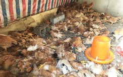 Chó Husky cắn chết 600 con gà nhà hàng xóm trong một đêm