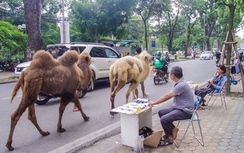 Hai chú lạc đà giá hàng trăm triệu "dạo phố" Hà Nội gây sốt