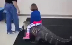 Video: Hãi hùng bố cho con gái 7 tuổi thoải mái cưỡi cá sấu