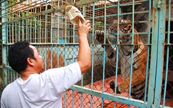 Toàn quốc kiểm tra cơ sở nuôi động vật hoang dã