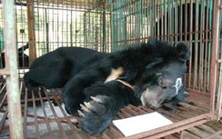Đưa gấu nuôi bị bỏ đói tại Quảng Ninh về Tam Đảo