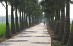 Ngỡ ngàng trước con đường “hạnh phúc” ở Long An