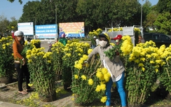 Tiếc hàng nghìn chậu hoa Cúc đại đóa bị vứt bỏ