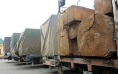 Nghệ An xử phạt 11 xe chở gỗ khủng hơn 110 triệu đồng