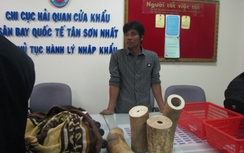 Bắt nhiều lô hàng ngà voi, sừng tê giác tại Tân Sơn Nhất