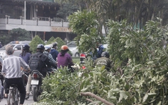 Chủ tịch Hà Nội chỉ đạo minh bạch thông tin việc chặt cây xanh