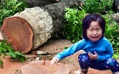 Clip, ảnh chế hài hước phản đối Hà Nội chặt 6.700 cây xanh