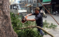 Hà Nội ngừng chặt cây, ĐB Quốc hội nghi có...lợi ích