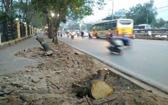 Hà Nội: Chặt 6700 cây xanh là do... nhà tài trợ nôn nóng