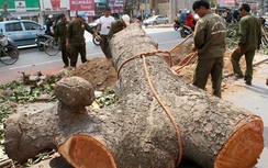 Nhiều cán bộ bị đình chỉ công tác vì vụ "chặt cây"
