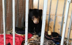 Điện Biên: Chú gấu chó 6 tháng tuổi được đưa về Tam Đảo