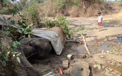 Đắk Lắk: Chú voi 38 tuổi bị chém hai lần trước khi chết