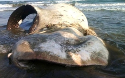 Cá voi khổng lồ trôi dạt vào biển Bình Thuận