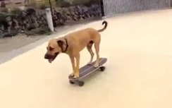 Chú chó lướt ván điệu nghệ như người