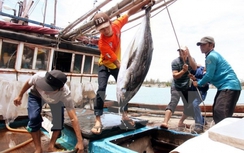 Nhật Bản sẽ hỗ trợ Việt Nam xây dựng Trung tâm nghề cá?