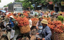 Tp.HCM sẽ giúp Hải Dương tiêu thụ vải thiều
