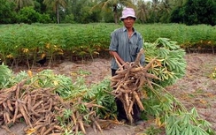 Bộ NN&PTNT: Đẩy mạnh phát triển... cây sắn