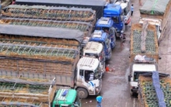 Quốc hội lo lắng về điệp khúc nông sản “được mùa – mất giá”