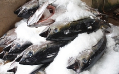 Xuất khẩu cá ngừ sang Nga tăng mạnh