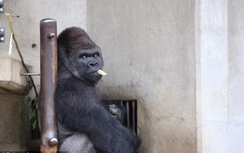 Phụ nữ Nhật điên đảo vì... khỉ đột “đẹp trai”