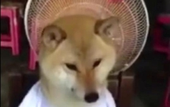 Clip: Chú cún sung sướng được ngồi trước quạt vì trời quá nóng