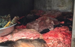 CSGT bắt hơn 1 tấn thịt thối không nguồn gốc