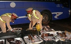 CSGT Hà Tĩnh bắt xe khách chở gần 700kg chân trâu bò hôi thối